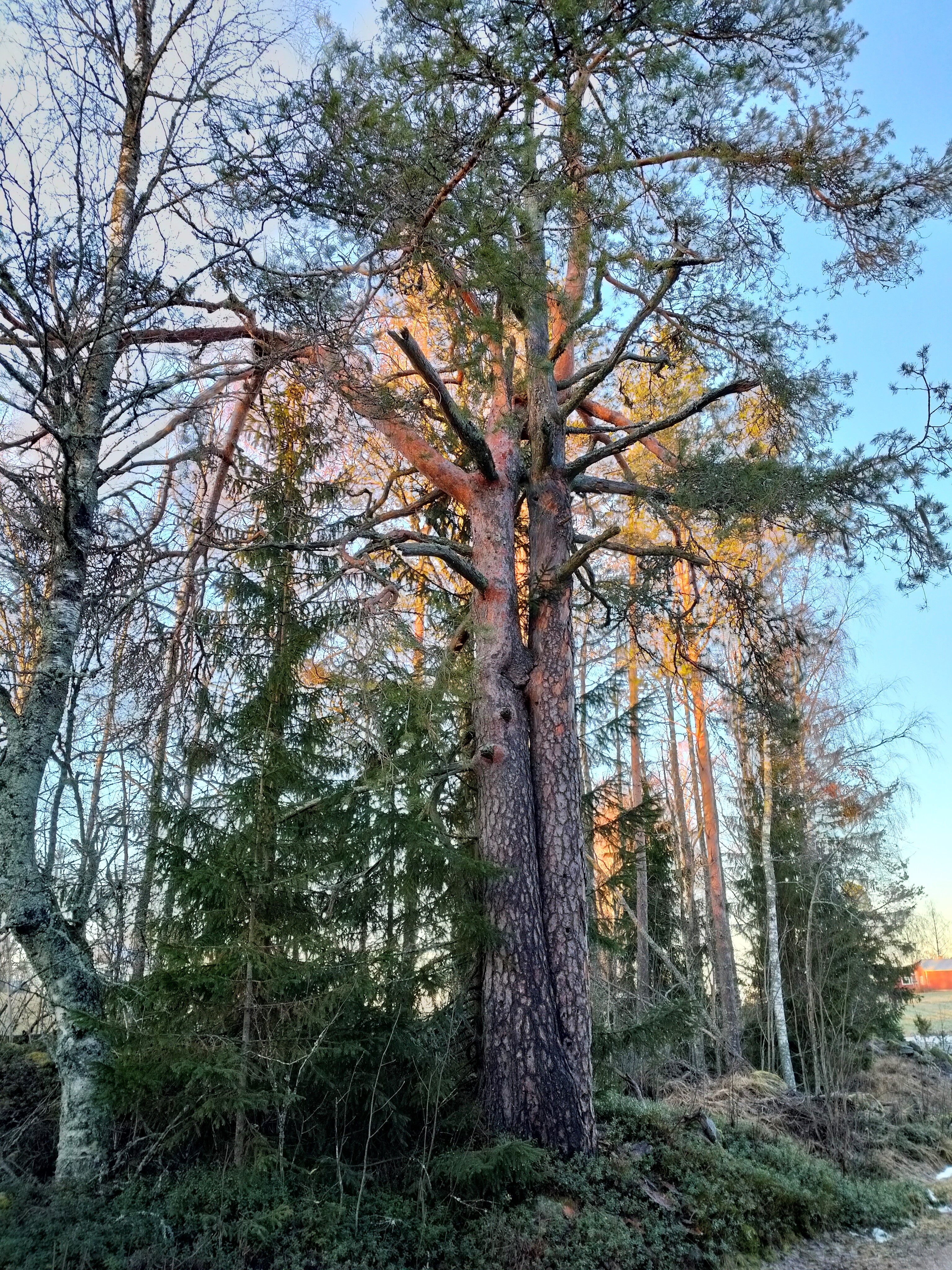 Taulupetäjä